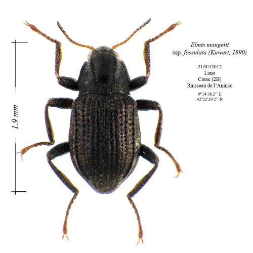Elmis maugetii fossulata